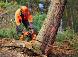 How Our Tree Care Process Works  in  Inniswold, LA